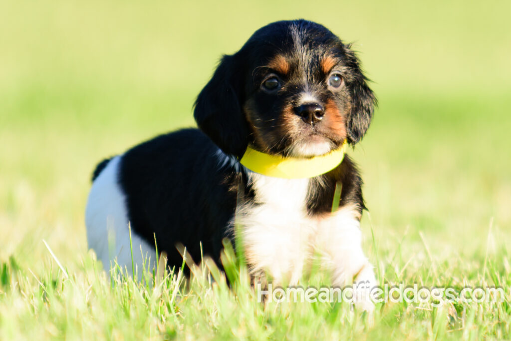 Adorable French Brittany puppies for sale