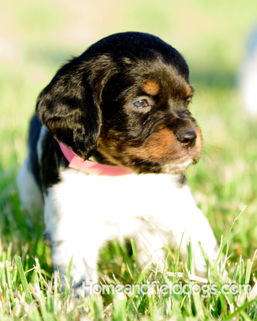 Adorable French Brittany puppies for sale