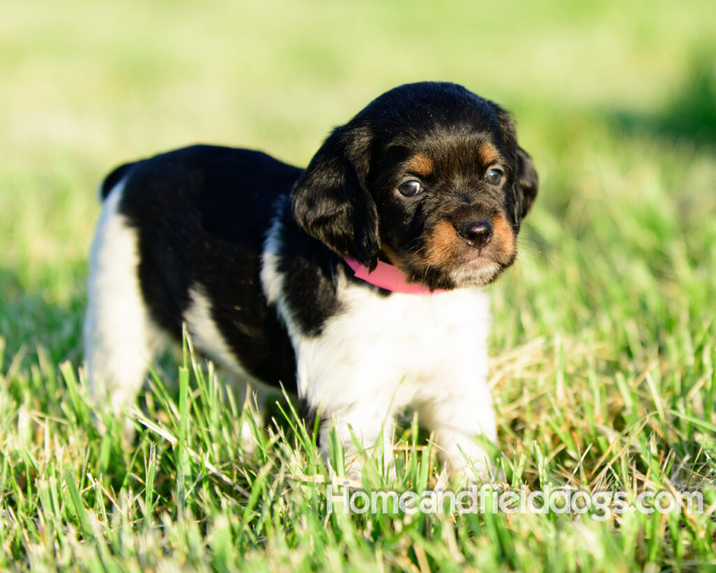 Adorable French Brittany puppies for sale