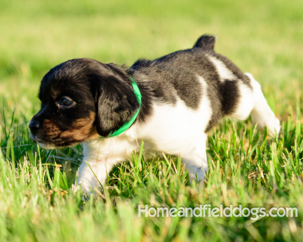 Adorable French Brittany puppies for sale