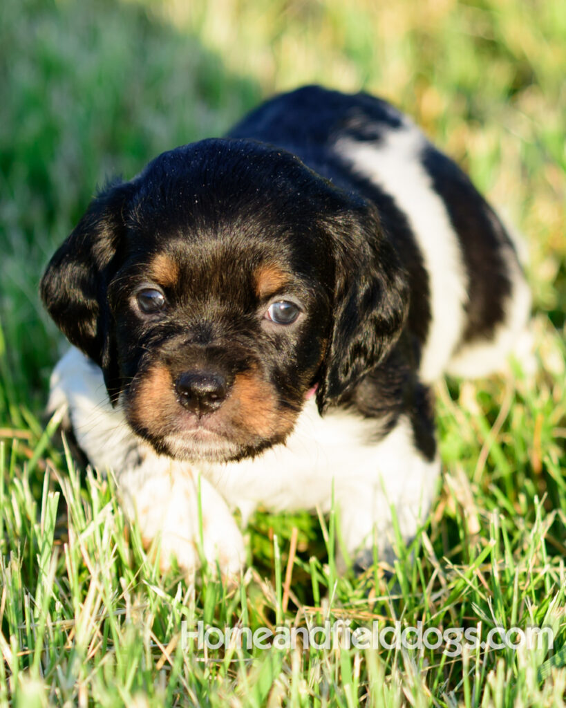 Adorable French Brittany puppies for sale