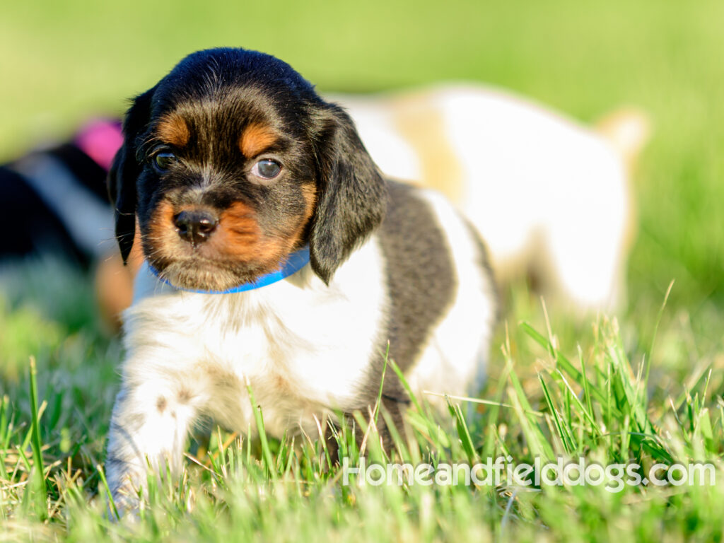 Adorable French Brittany puppies for sale