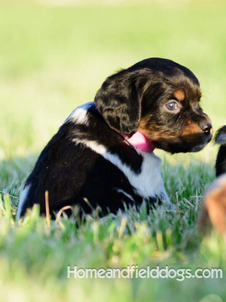 Adorable French Brittany puppies for sale