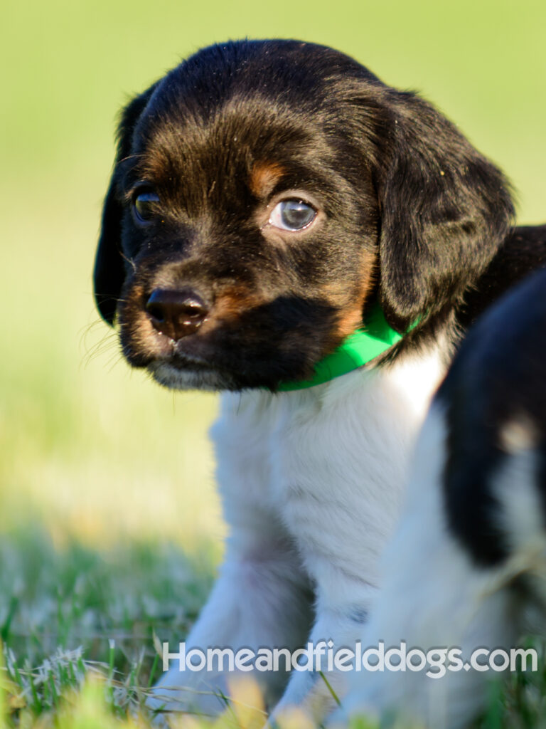 Adorable French Brittany puppies for sale