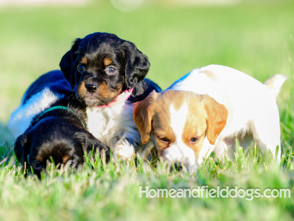 Adorable French Brittany puppies for sale