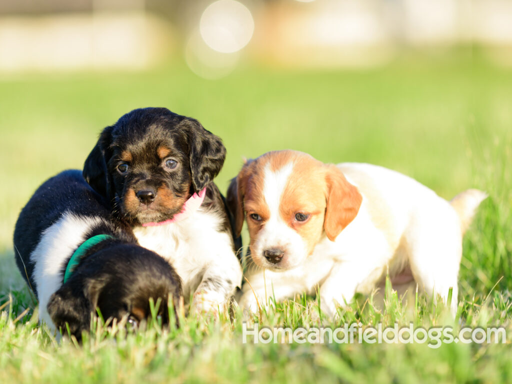 Adorable French Brittany puppies for sale