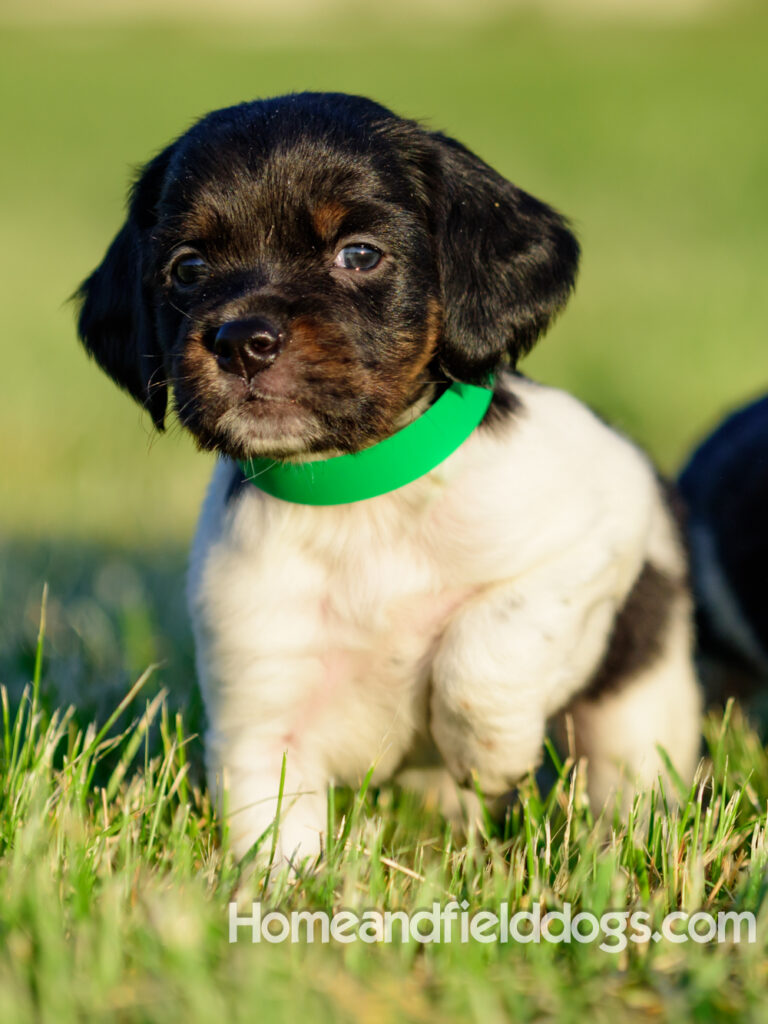 Adorable French Brittany puppies for sale