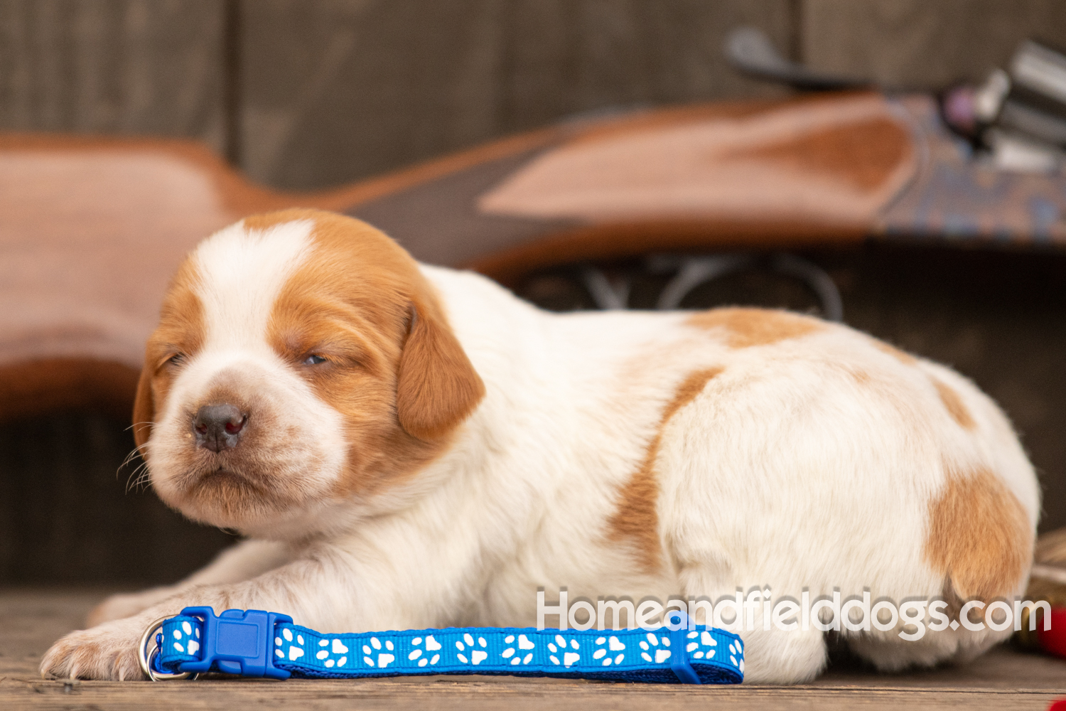 Picture of an Orange and White French Brittany puppy for sale posed in front of an over and under 410 bore shotgun in front of old barn with pheasant wing