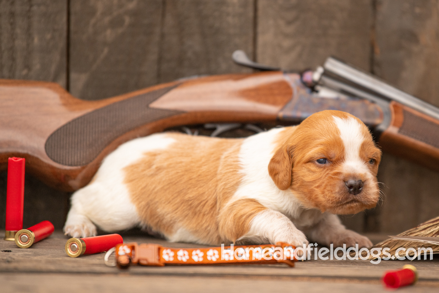 Picture of an Orange and White French Brittany puppy for sale posed in front of an over and under 410 bore shotgun in front of old barn with pheasant wing