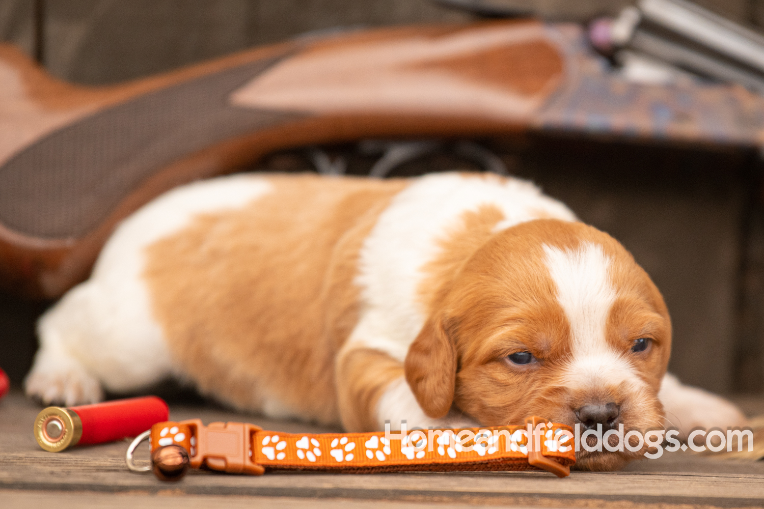 Picture of an Orange and White French Brittany puppy for sale posed in front of an over and under 410 bore shotgun in front of old barn with pheasant wing