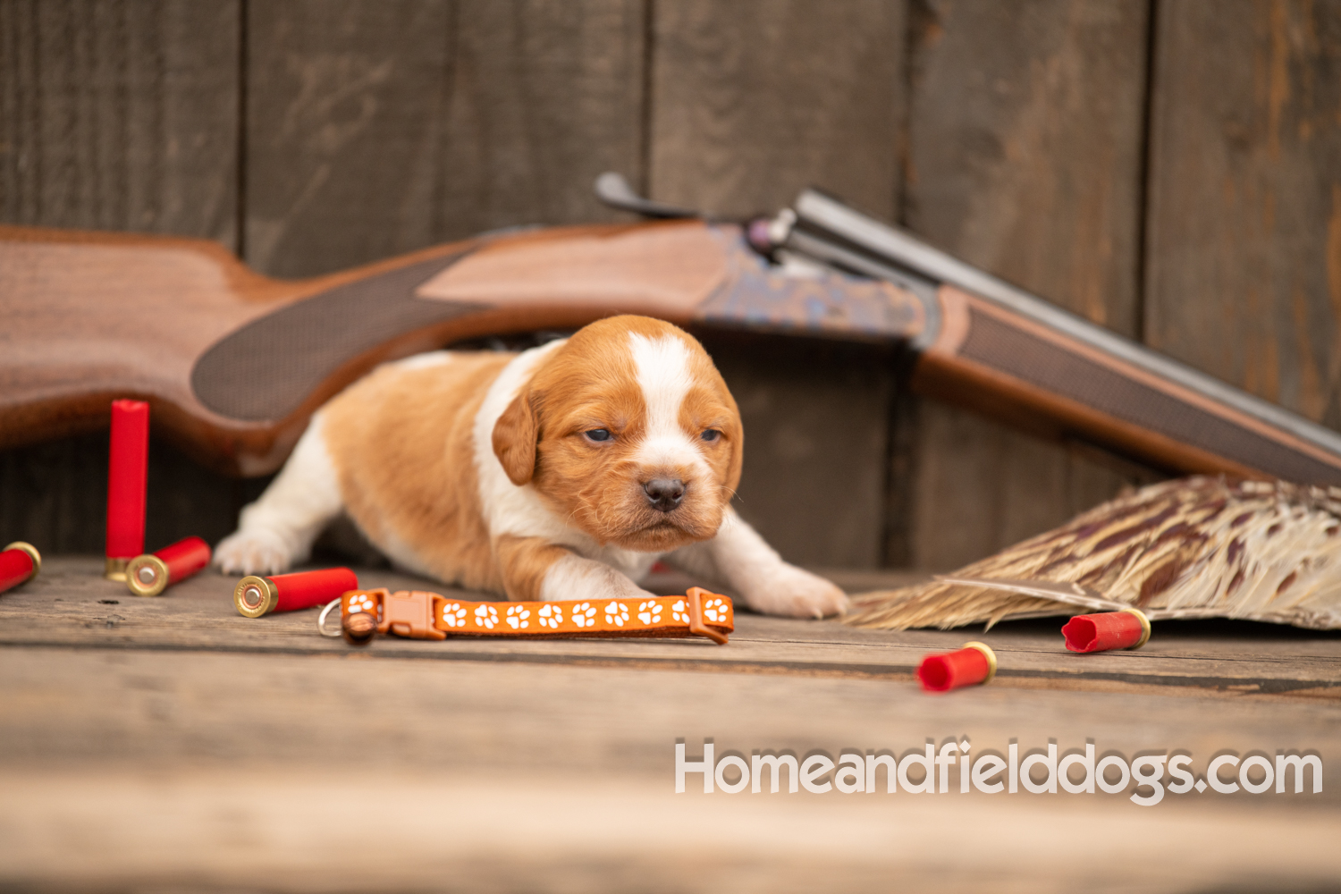 Picture of an Orange and White French Brittany puppy for sale posed in front of an over and under 410 bore shotgun in front of old barn with pheasant wing