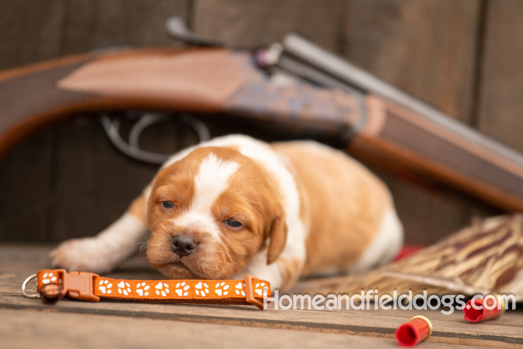 Picture of an Orange and White French Brittany puppy for sale posed in front of an over and under 410 bore shotgun in front of old barn with pheasant wing