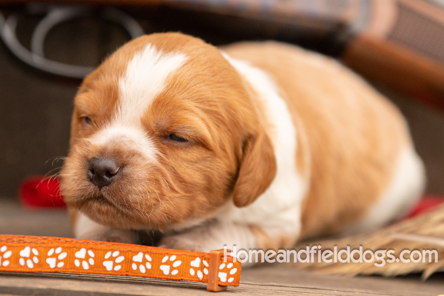 Picture of an Orange and White French Brittany puppy for sale posed in front of an over and under 410 bore shotgun in front of old barn with pheasant wing