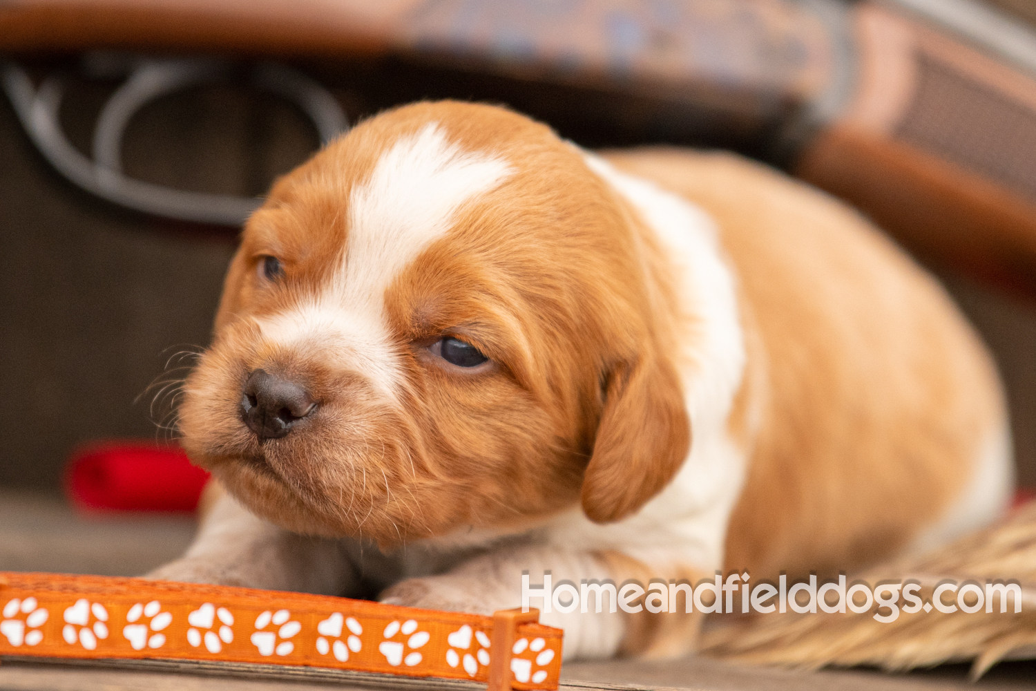 Picture of an Orange and White French Brittany puppy for sale posed in front of an over and under 410 bore shotgun in front of old barn with pheasant wing