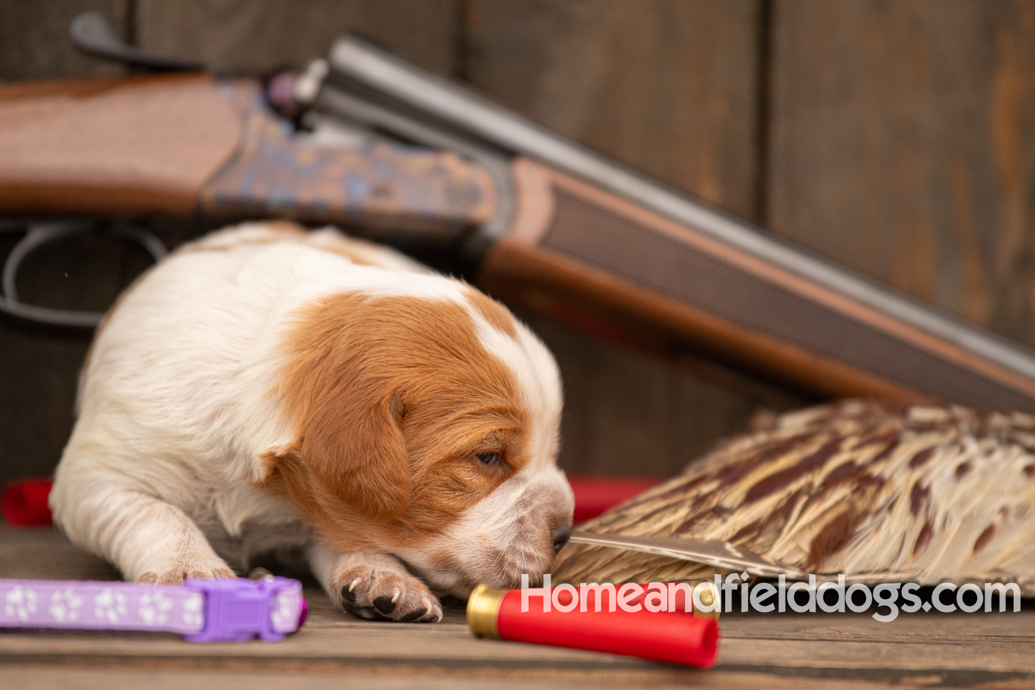 Picture of an Orange and White French Brittany puppy for sale posed in front of an over and under 410 bore shotgun in front of old barn with pheasant wing