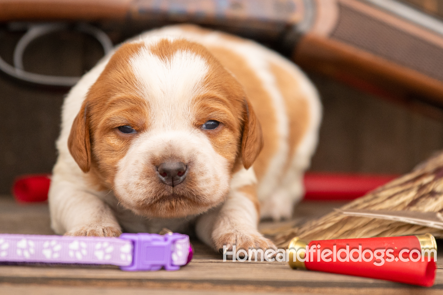 Picture of an Orange and White French Brittany puppy for sale posed in front of an over and under 410 bore shotgun in front of old barn with pheasant wing