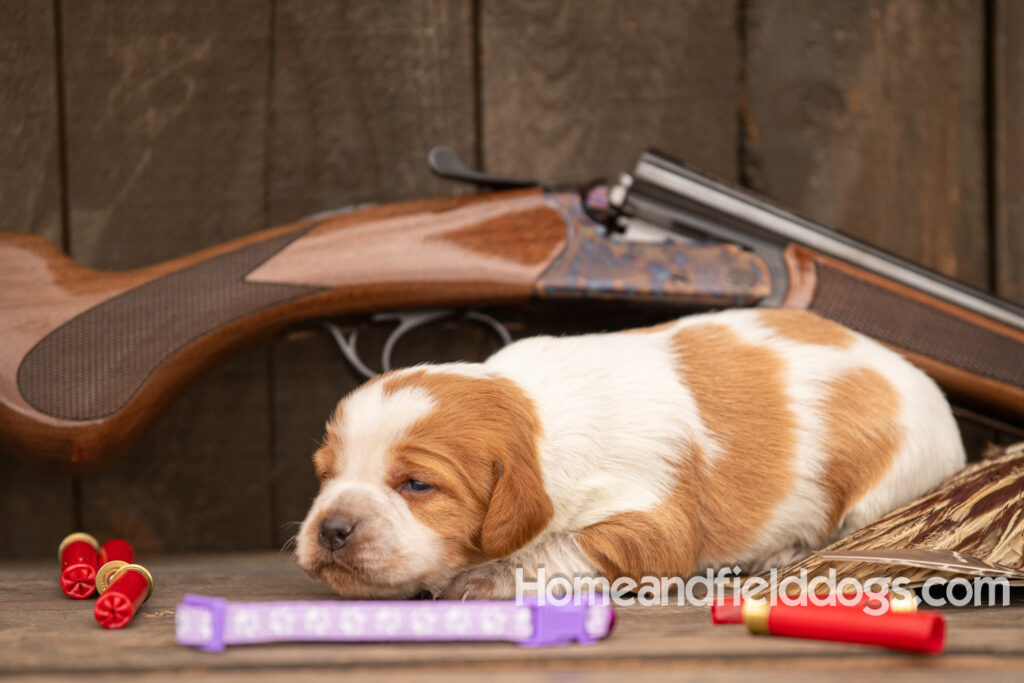 Picture of an Orange and White French Brittany puppy for sale posed in front of an over and under 410 bore shotgun in front of old barn with pheasant wing