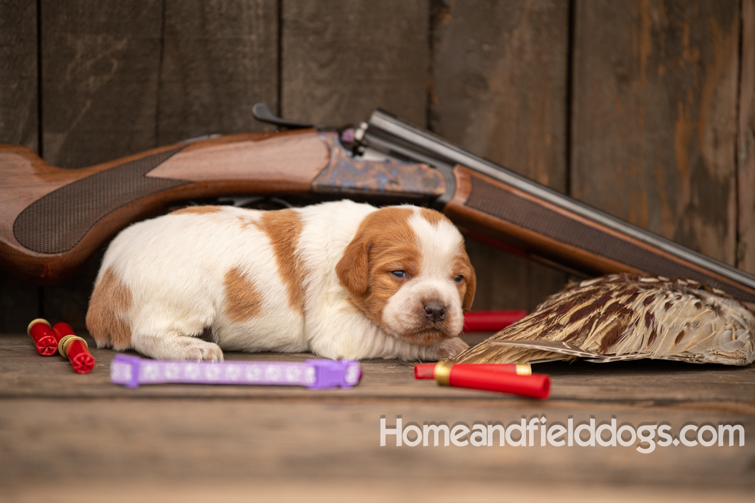 Picture of an Orange and White French Brittany puppy for sale posed in front of an over and under 410 bore shotgun in front of old barn with pheasant wing