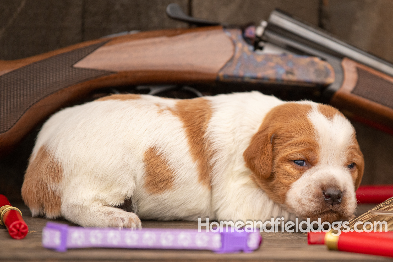 Picture of an Orange and White French Brittany puppy for sale posed in front of an over and under 410 bore shotgun in front of old barn with pheasant wing