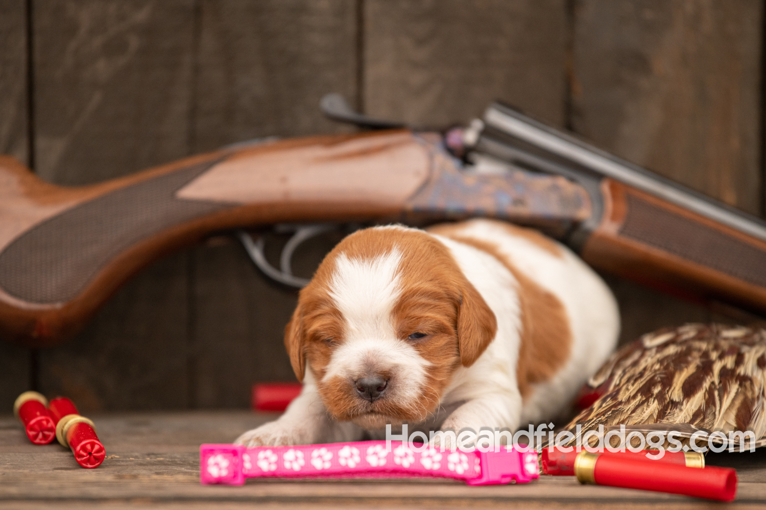 Picture of an Orange and White French Brittany puppy for sale posed in front of an over and under 410 bore shotgun in front of old barn with pheasant wing