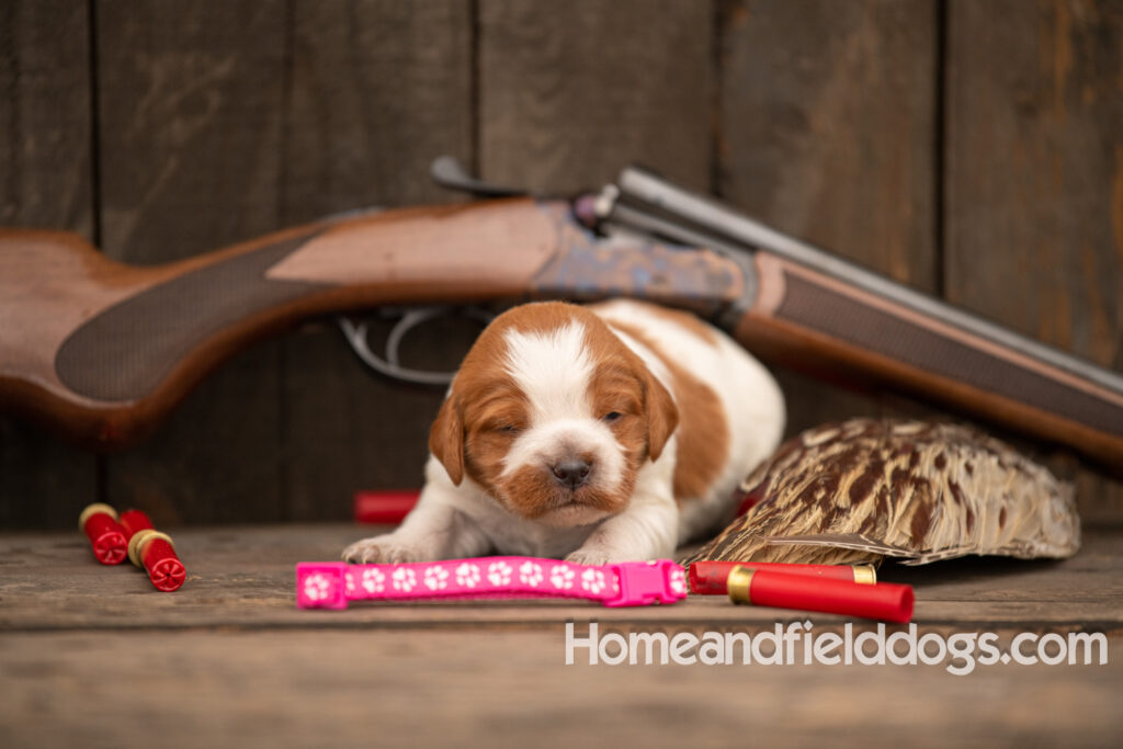 Picture of an Orange and White French Brittany puppy for sale posed in front of an over and under 410 bore shotgun in front of old barn with pheasant wing