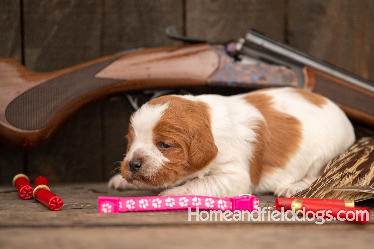 Picture of an Orange and White French Brittany puppy for sale posed in front of an over and under 410 bore shotgun in front of old barn with pheasant wing