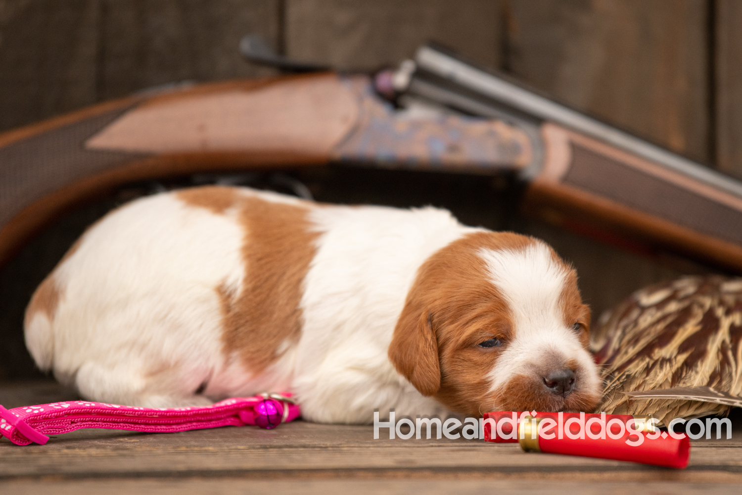 Picture of an Orange and White French Brittany puppy for sale posed in front of an over and under 410 bore shotgun in front of old barn with pheasant wing