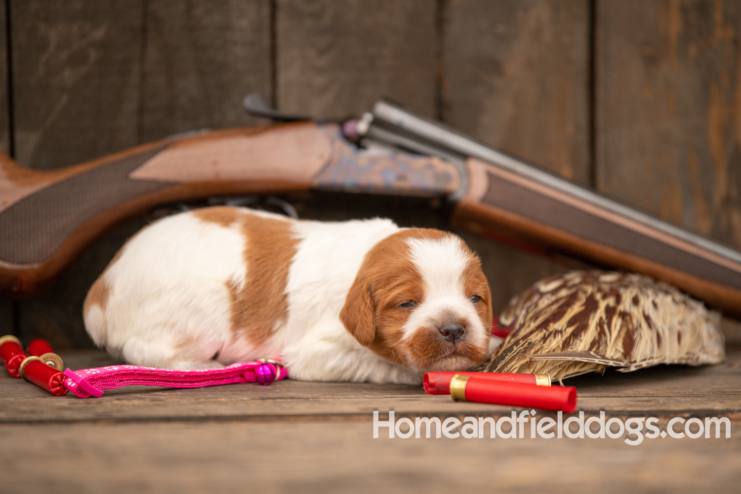 Picture of an Orange and White French Brittany puppy for sale posed in front of an over and under 410 bore shotgun in front of old barn with pheasant wing