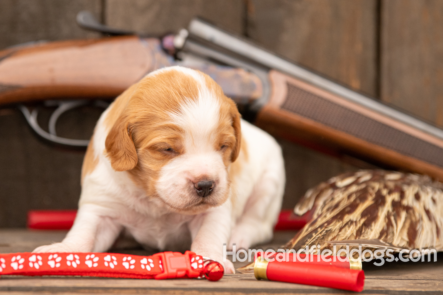 Picture of an Orange and White French Brittany puppy for sale posed in front of an over and under 410 bore shotgun in front of old barn with pheasant wing