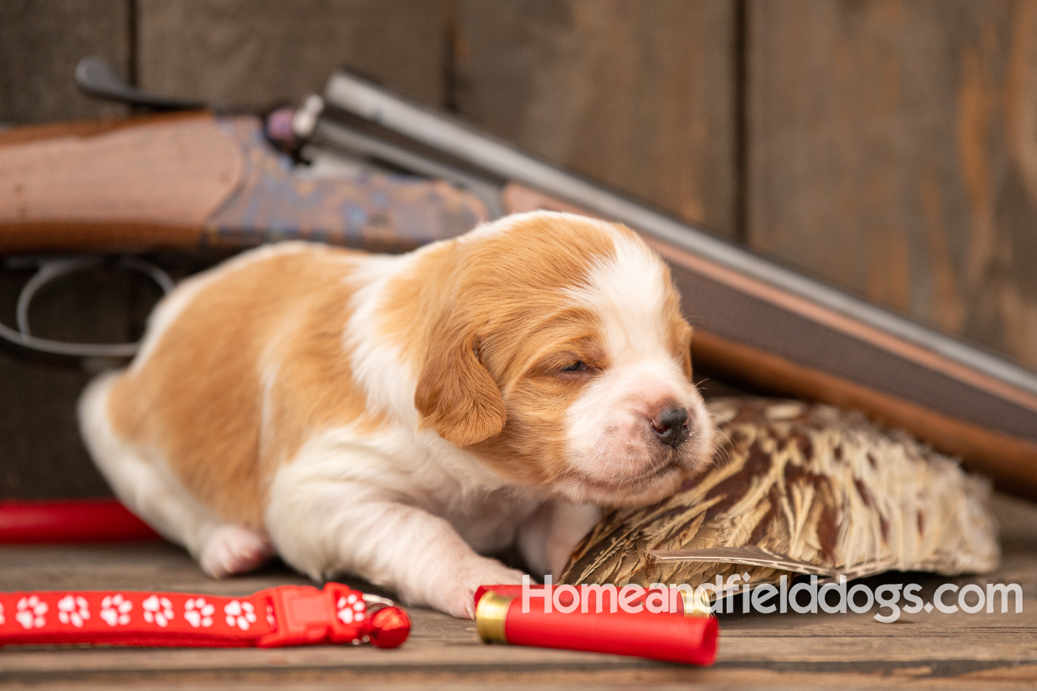 Picture of an Orange and White French Brittany puppy for sale posed in front of an over and under 410 bore shotgun in front of old barn with pheasant wing