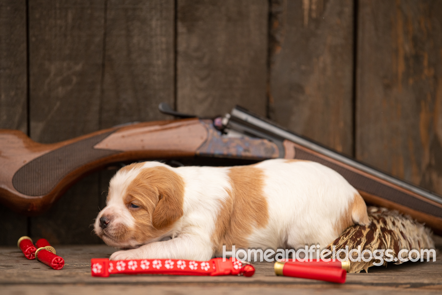 Picture of an Orange and White French Brittany puppy for sale posed in front of an over and under 410 bore shotgun in front of old barn with pheasant wing