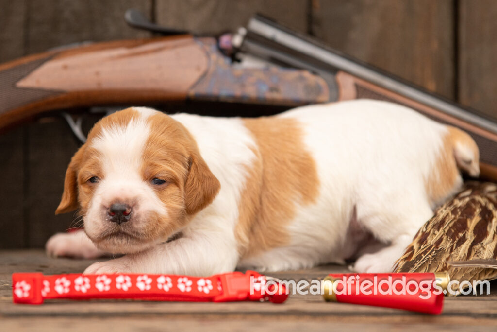 Picture of an Orange and White French Brittany puppy for sale posed in front of an over and under 410 bore shotgun in front of old barn with pheasant wing