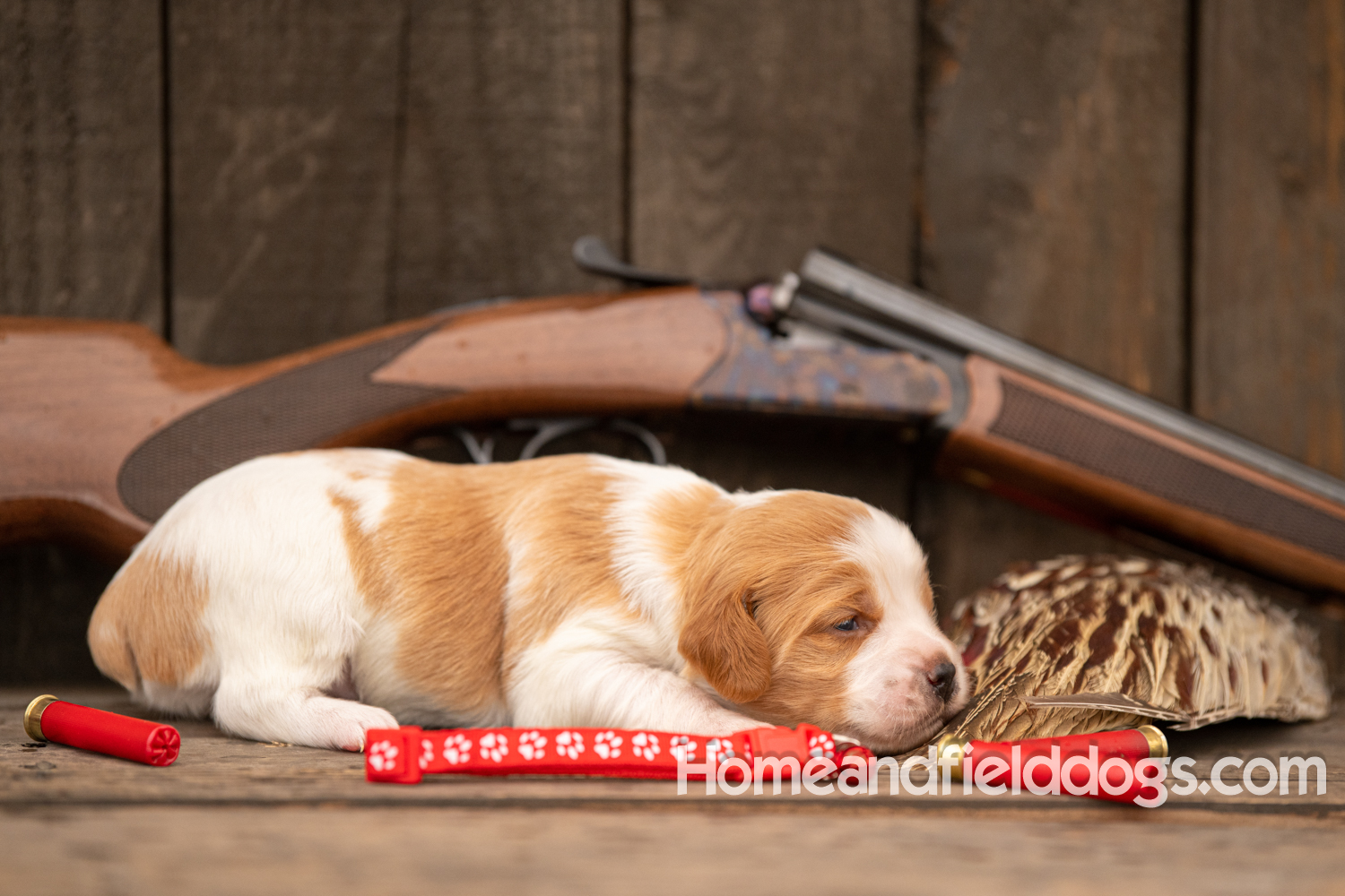 Picture of an Orange and White French Brittany puppy for sale posed in front of an over and under 410 bore shotgun in front of old barn with pheasant wing