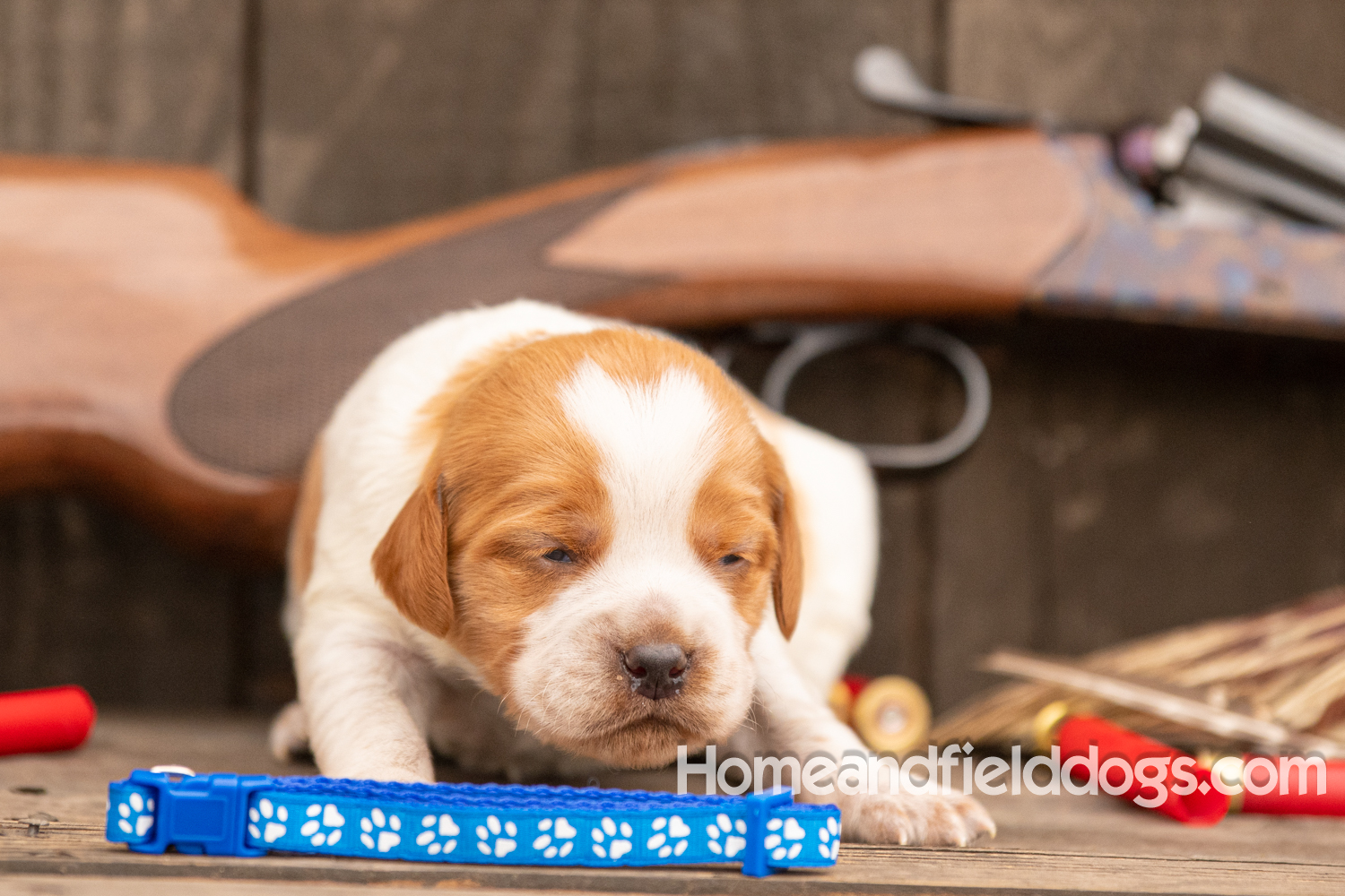 Picture of an Orange and White French Brittany puppy for sale posed in front of an over and under 410 bore shotgun in front of old barn with pheasant wing