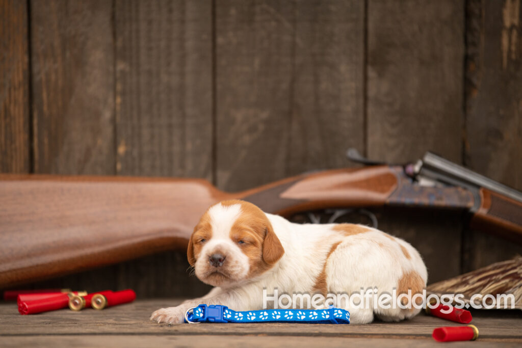 Picture of an Orange and White French Brittany puppy for sale posed in front of an over and under 410 bore shotgun in front of old barn with pheasant wing