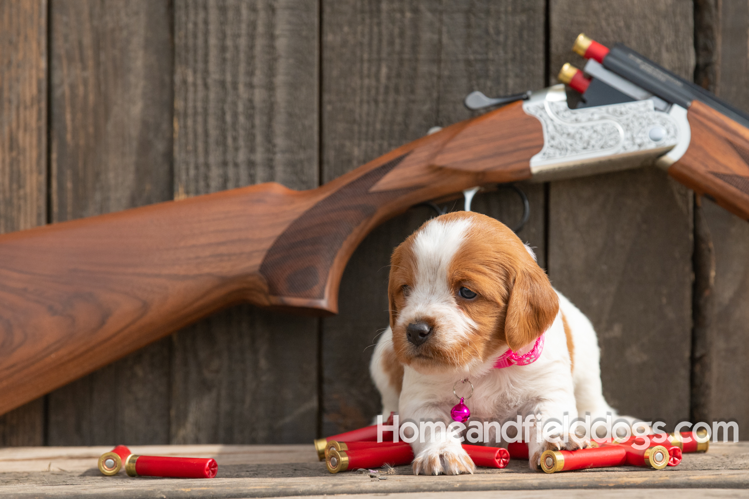 Picture of an Orange and White French Brittany puppy for sale posed in front of an over and under 410 bore shotgun in front of old barn