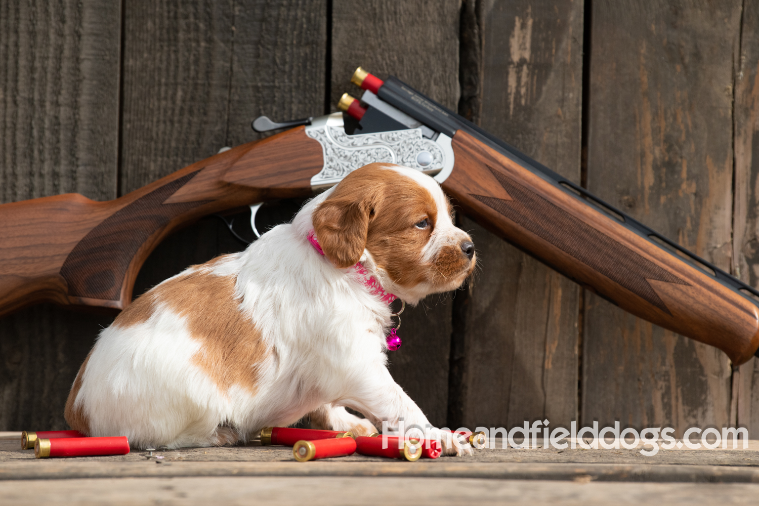Picture of an Orange and White French Brittany puppy for sale posed in front of an over and under 410 bore shotgun in front of old barn