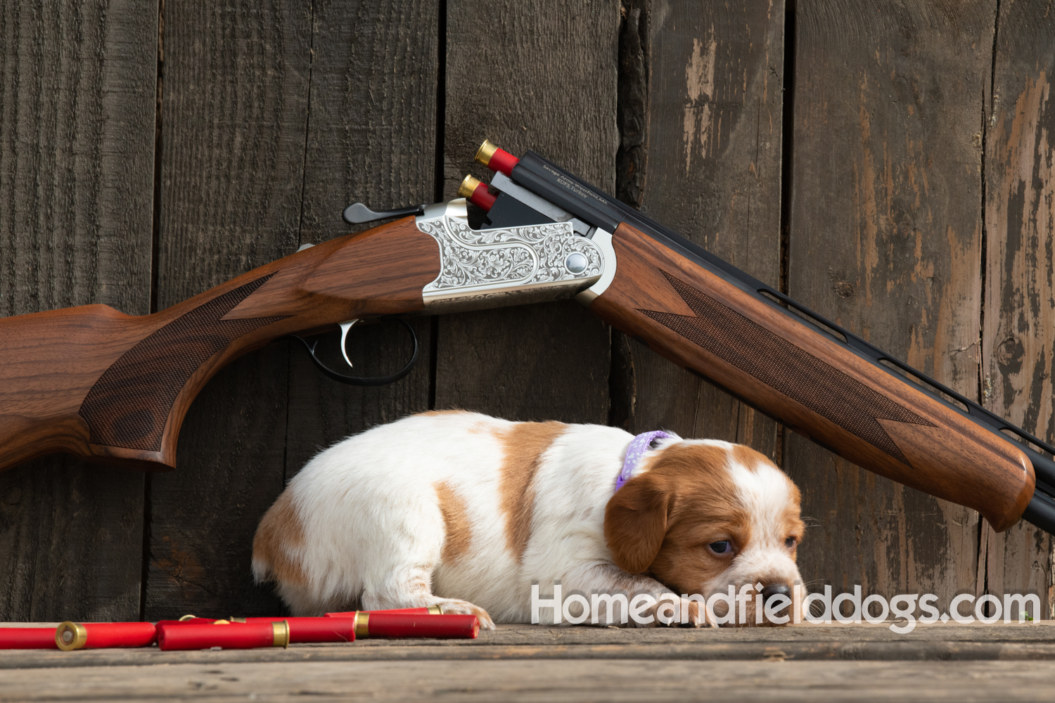 Picture of an Orange and White French Brittany puppy for sale posed in front of an over and under 410 bore shotgun in front of old barn