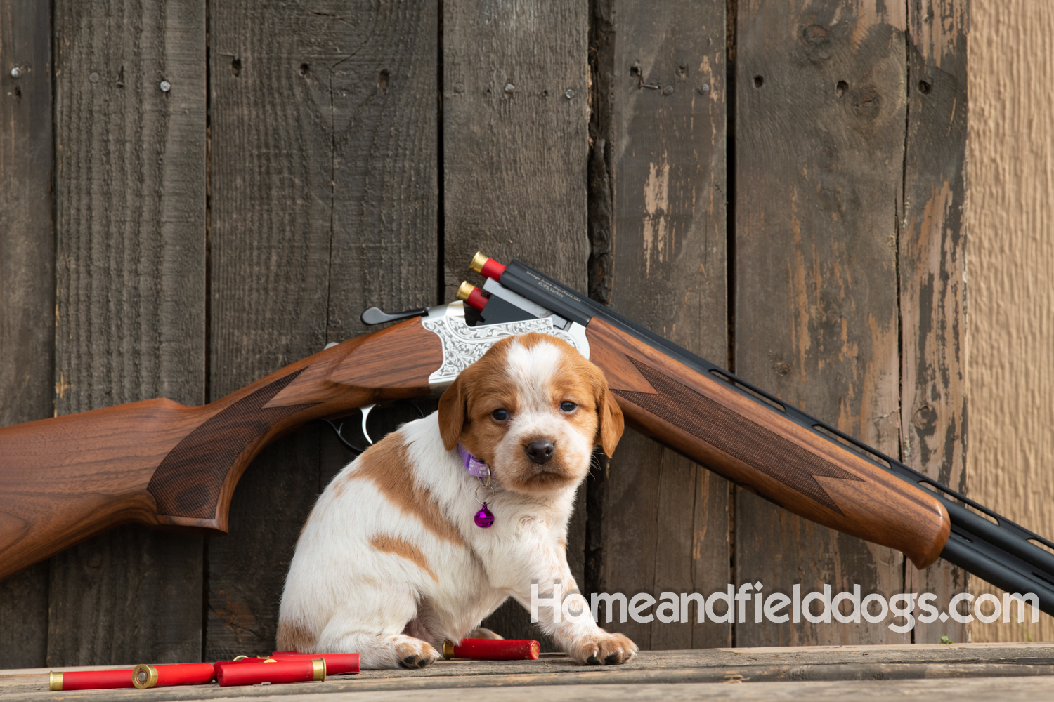 Picture of an Orange and White French Brittany puppy for sale posed in front of an over and under 410 bore shotgun in front of old barn