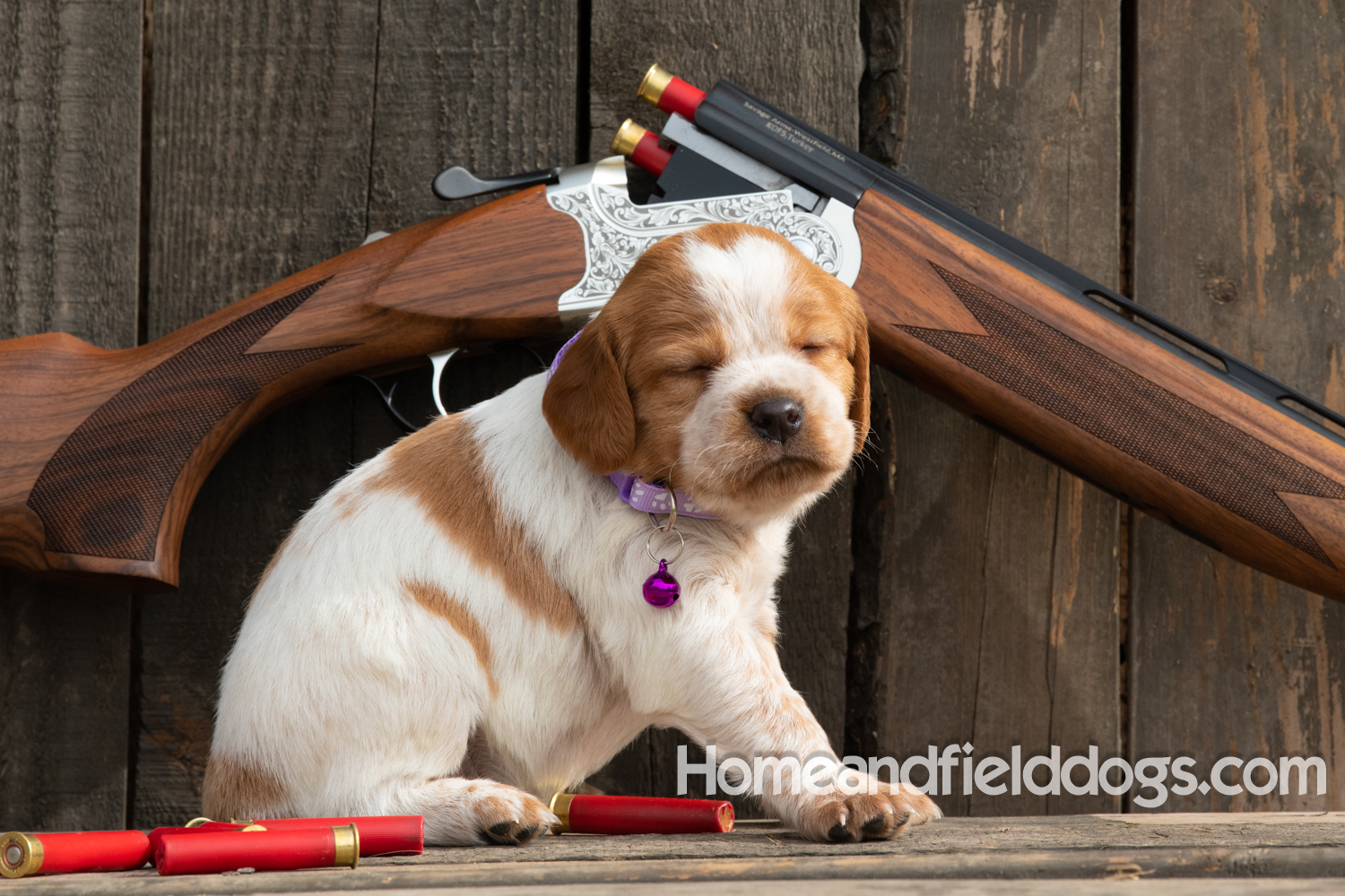 Picture of an Orange and White French Brittany puppy for sale posed in front of an over and under 410 bore shotgun in front of old barn