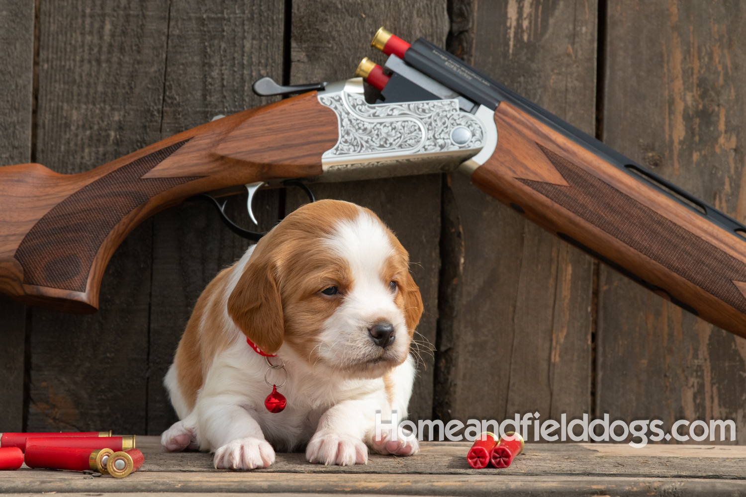 Picture of an Orange and White French Brittany puppy for sale posed in front of an over and under 410 bore shotgun in front of old barn