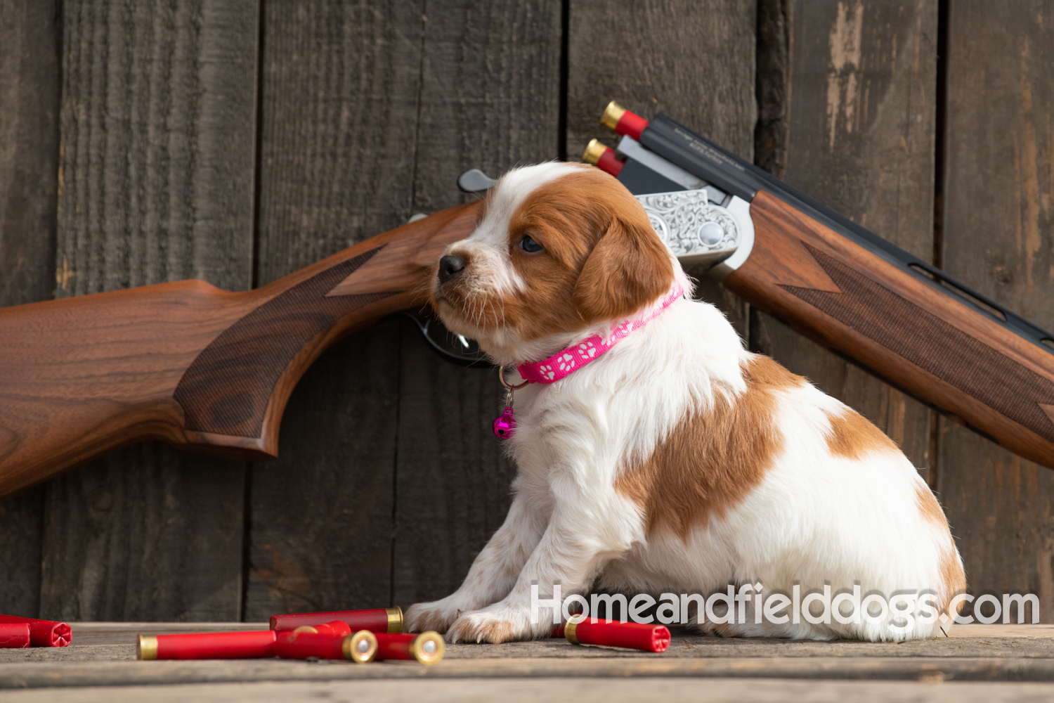 Picture of an Orange and White French Brittany puppy for sale posed in front of an over and under 410 bore shotgun in front of old barn