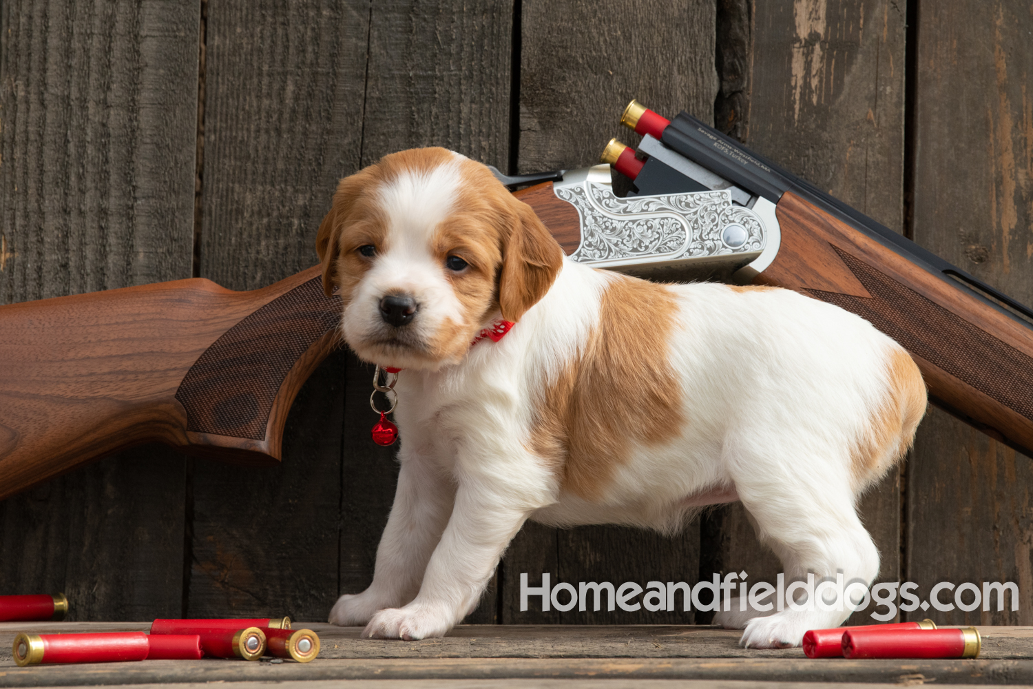 Picture of an Orange and White French Brittany puppy for sale posed in front of an over and under 410 bore shotgun in front of old barn