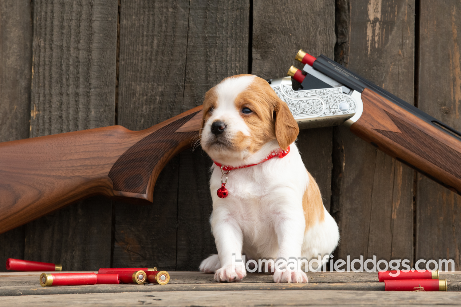 Picture of an Orange and White French Brittany puppy for sale posed in front of an over and under 410 bore shotgun in front of old barn