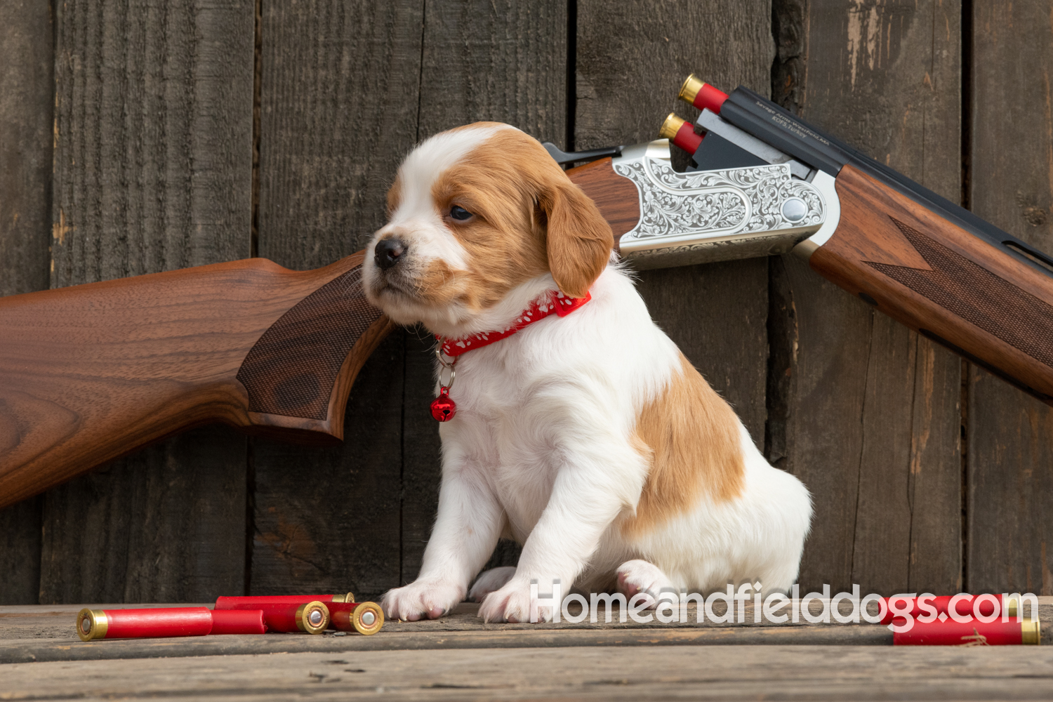 Picture of an Orange and White French Brittany puppy for sale posed in front of an over and under 410 bore shotgun in front of old barn