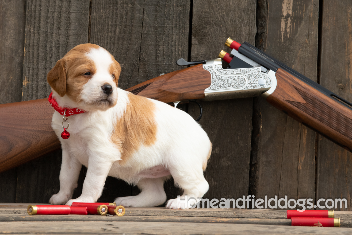 Picture of an Orange and White French Brittany puppy for sale posed in front of an over and under 410 bore shotgun in front of old barn