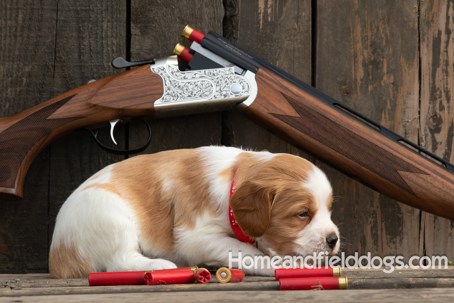 Picture of an Orange and White French Brittany puppy for sale posed in front of an over and under 410 bore shotgun in front of old barn