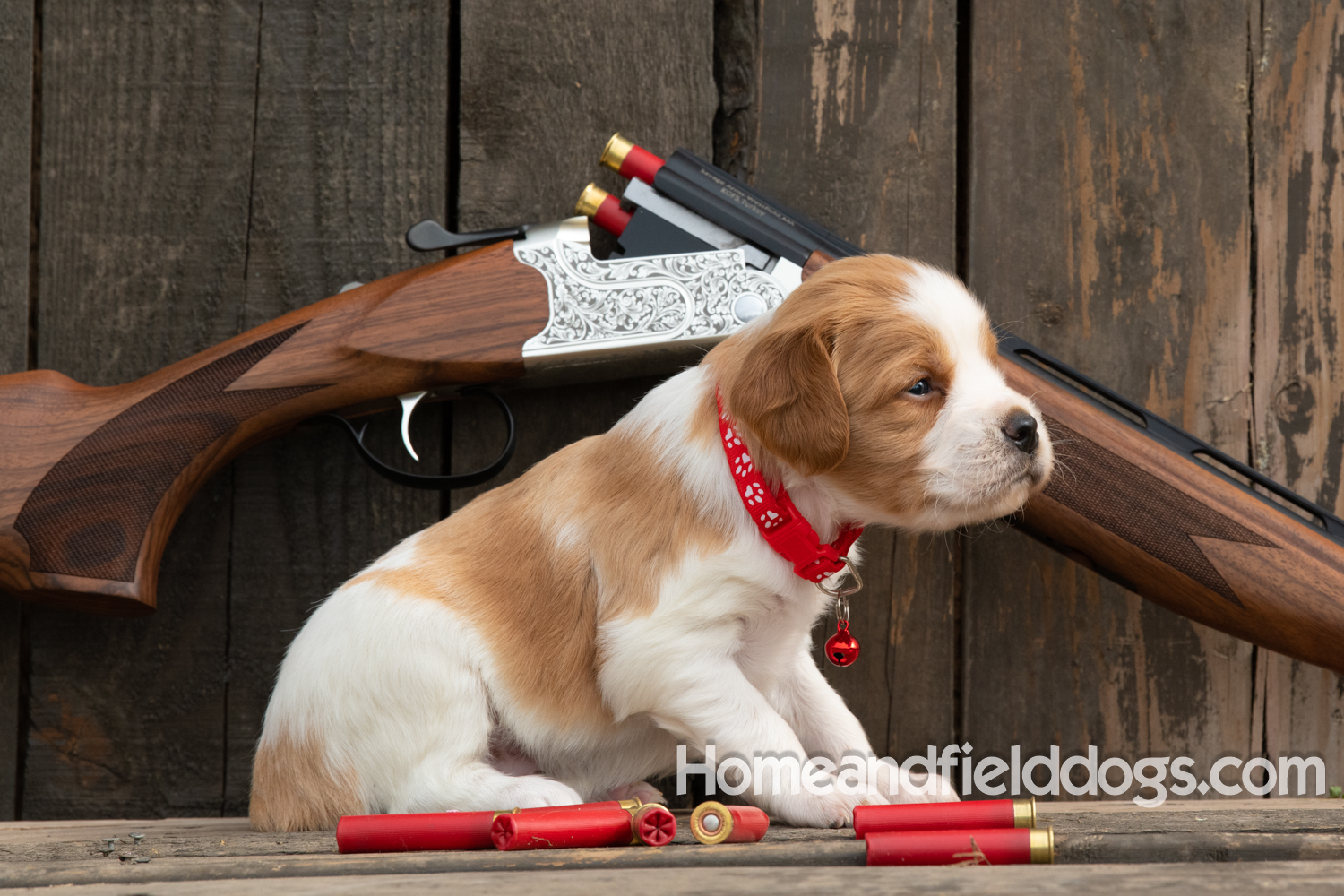 Picture of an Orange and White French Brittany puppy for sale posed in front of an over and under 410 bore shotgun in front of old barn