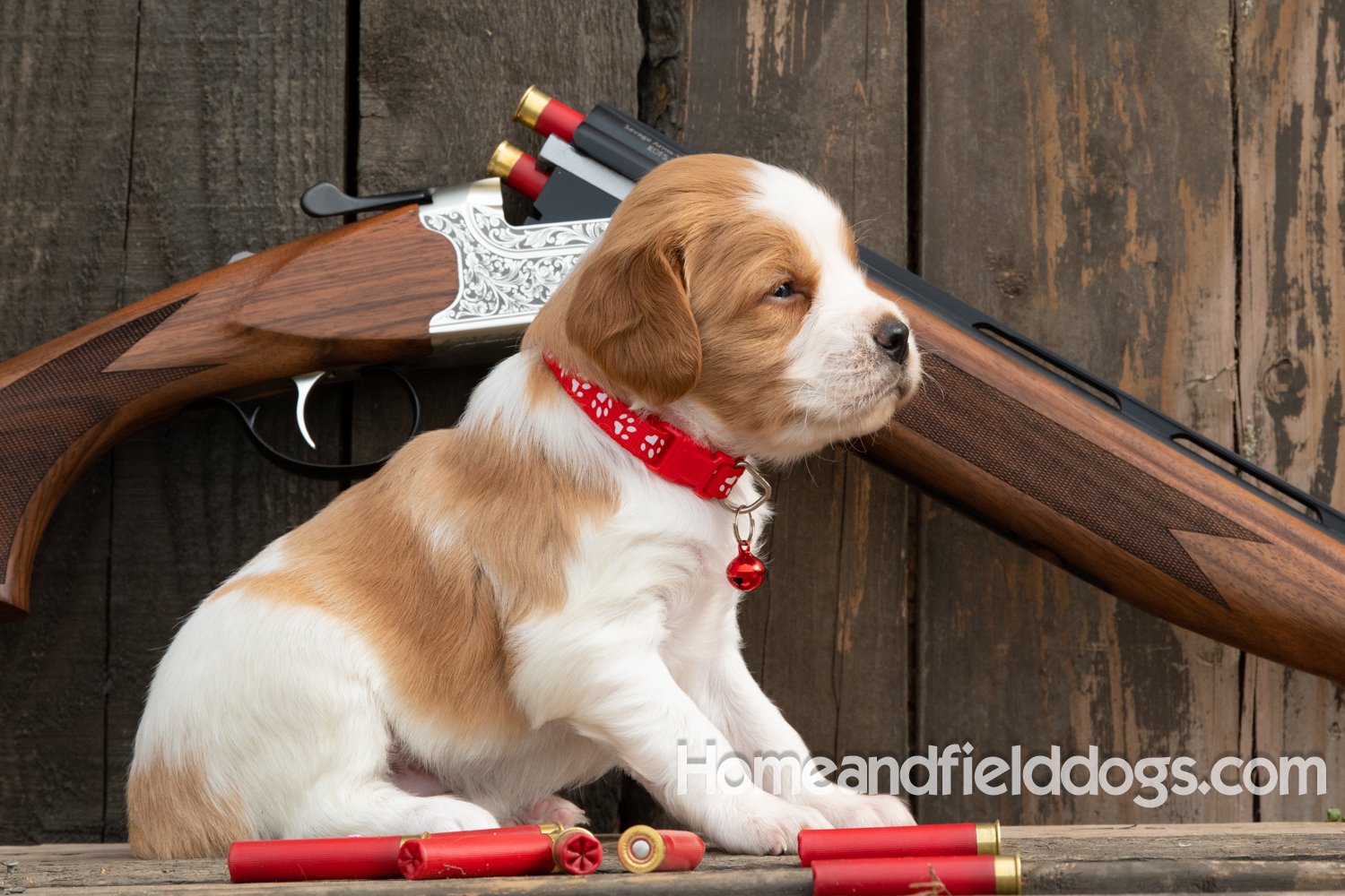 Picture of an Orange and White French Brittany puppy for sale posed in front of an over and under 410 bore shotgun in front of old barn