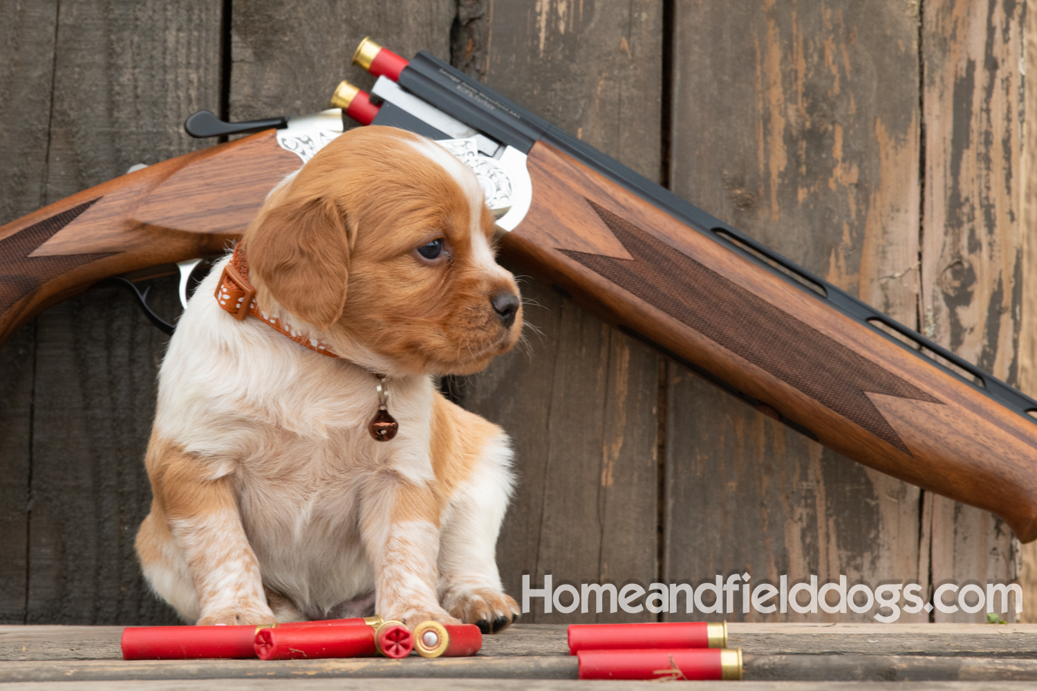 Picture of an Orange and White French Brittany puppy for sale posed in front of an over and under 410 bore shotgun in front of old barn